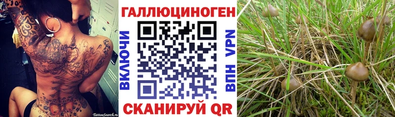 Галлюциногенные грибы Psilocybe Южно-Сухокумск